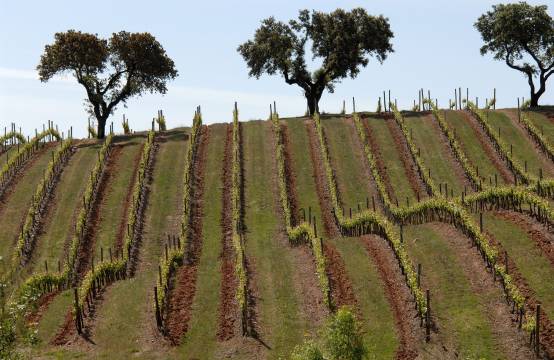 Wijngaard met kurkeiken