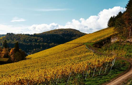 Uitzicht op de Karthäuserhofsberg
